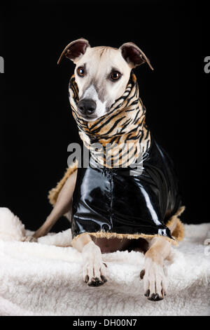 Il whippet indossando un rivestimento in vinile con una tigre-modello di pelle Foto Stock