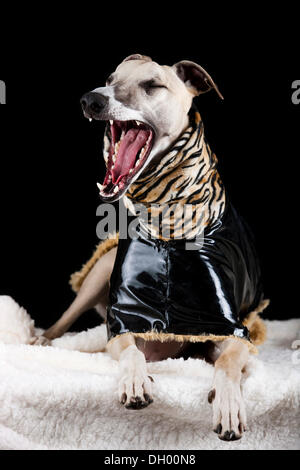 Il whippet indossando un rivestimento in vinile con una tigre-modello di pelle Foto Stock