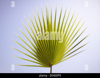 Una foglia di Palma del ventilatore Foto Stock