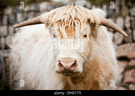 Highland scozzesi Bovini, torello, mixed-breed, Cornwall, England, Regno Unito Foto Stock