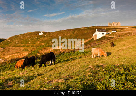 Le mucche al pascolo su un pascolo, Cornwall, Cornwall, England, Regno Unito Foto Stock