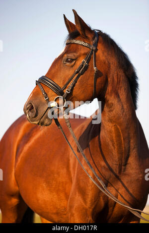 Warmblood austriaco, bay, cavalli imbrigliati, gomma snaffle Foto Stock