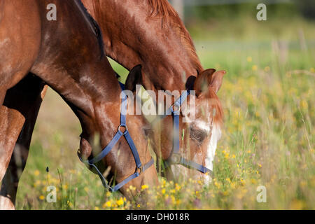 Warmbloods austriaco, castagno e bay cavalli pascolano in un prato di fiori Foto Stock