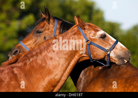 Warmbloods austriaco, castagno e bay cavalli, nuzzling ogni altro Foto Stock