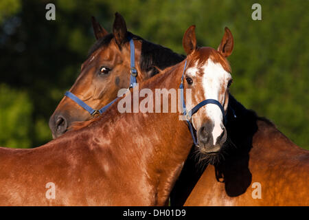 Warmbloods austriaco, castagno e bay cavalli Foto Stock