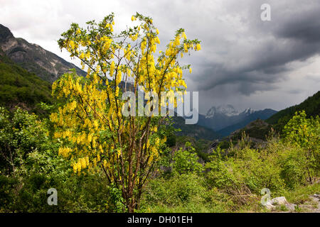 Maggiociondolo, catena d'oro o Golden pioggia (il Maggiociondolo anagyroides), Alpes-de-Haute-Provence, Francia Foto Stock