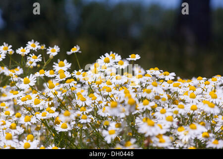 La camomilla (Matricaria chamomilla), in piena fioritura Foto Stock