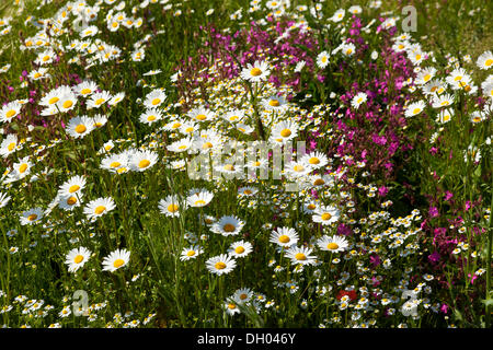 Oxeye margherite (Leucanthemum vulgare), Rosso Campion (Silene dioica) e profumati Mayweed o Tedesco (Camomilla Matricaria Foto Stock