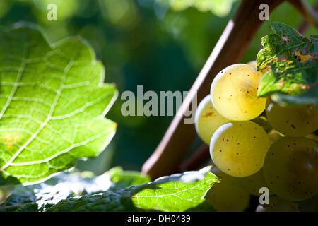 Mature uve Riesling nei vigneti di Waccurbarth Palace di Radebeul, Elbeland sassone, Sassonia Foto Stock