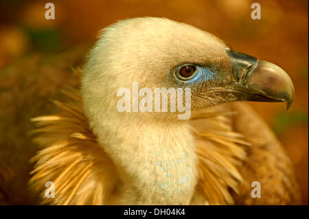 Grifone (Gyps fulvus), uccello nativo di isola di Cherso, beli, Croazia, Europa Foto Stock