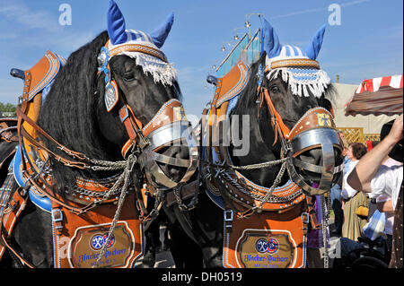 A cavallo il carrello birreria, birra carrello, cold-cavalli di sangue, festival Oktoberfest a Monaco di Baviera, Baviera, Baviera Foto Stock