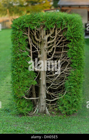 Thujas o arborvitae (Thuja) rifilato siepe rettangolare, sezione, Fischerhäuser, Ismaning, Alta Baviera, Baviera, Germania Foto Stock