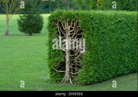 Thujas o arborvitae (Thuja) rifilato siepe rettangolare, sezione, Fischerhäuser, Ismaning, Alta Baviera, Baviera, Germania Foto Stock