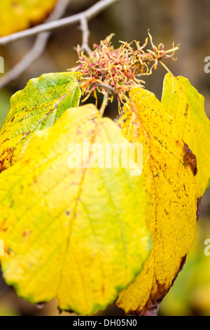 Comune di Amamelide, Hamamelis Virginiana che fiori nel tardo autunno mentre ancora le foglie del cuscinetto Foto Stock