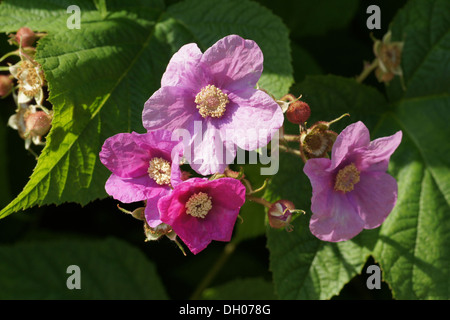 Viola-fioritura di lampone Foto Stock