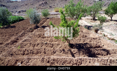 Campi irrigati a sud di Dades valley, Jebel Sahro, Marocco Foto Stock