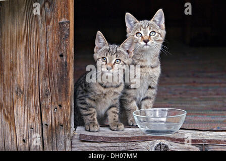 Giovani gatti domestici, gattini, Eng-Alm, montagne Karwendel, Tirolo, Austria, Europa Foto Stock