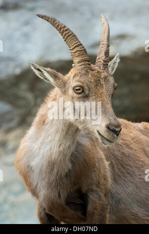 Stambecco delle Alpi (Capra ibex), femmina, Zoo alpino, Innsbruck, in Tirolo, Austria, Europa Foto Stock