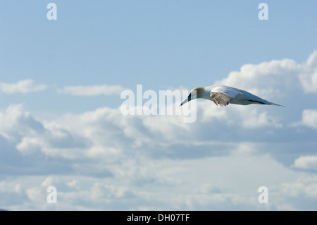 Morus bassanus; sula; gannett; Bass Rock; Edimborough; Scozia; Regno Unito; Regno Unito; Colony; colonia; in volo volo; Foto Stock