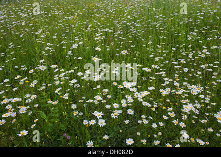 Prato fiorito con comuni Daisy (Leucanthemum vulgare), Fliess, Tirolo, Austria, Europa Foto Stock