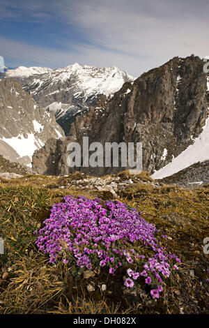 Purple Mountain (Sassifraga Saxifraga oppositifolia subsp. Oppositifolia) nella parte anteriore della montagna Pleisen-Spitze und Hoher Gleirsch Foto Stock