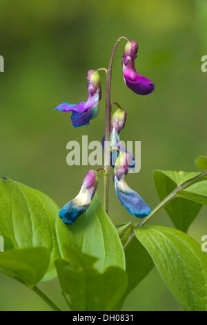 Vetchling della molla o la molla pisello (Lathyrus vernus), Bad Ditzenbach, Svevo, Baden-Wuerttemberg Foto Stock