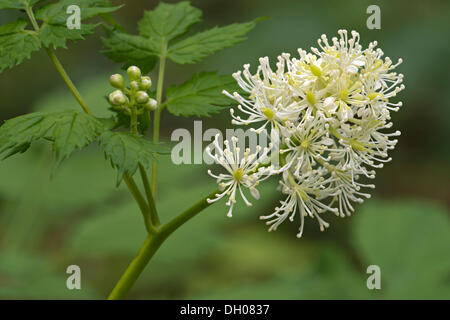 Baneberry o erbe Christopher (Actaea spicata), Svevo, Baden-Wuerttemberg Foto Stock