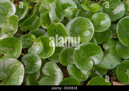 Asarabacca, selvatico europeo Zenzero, Hazelwort o Wild Nardo (Asarum europaeum), Donntal, Lenningen-Gutenberg, Svevo Foto Stock