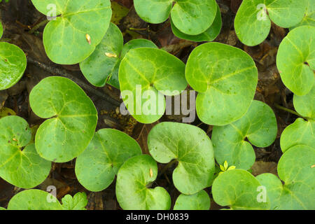 Asarabacca, selvatico europeo Zenzero, Hazelwort o Wild Nardo (Asarum europaeum), Donntal, Lenningen-Gutenberg, Svevo Foto Stock