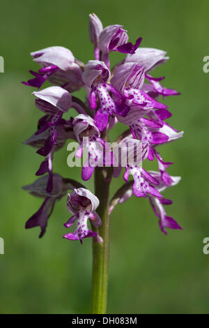 Orchidea militare (Orchis militaris), Bad Ditzenbach, Svevo Alp, Baden-Wuerttemberg Foto Stock