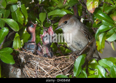 Capinera (Sylvia atricapilla) alimentazione di pulcini, Schwaz, in Tirolo, Austria, Europa Foto Stock