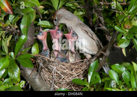 Capinera (Sylvia atricapilla) alimentazione di pulcini, Schwaz, in Tirolo, Austria, Europa Foto Stock