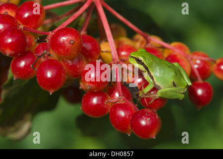 Raganella (Hyla arborea) su viburno Rose, acqua sambuco o europeo (Cranberrybush Viburnum opulus), Loar, Kramsach Foto Stock