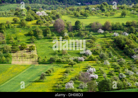 Orchard prati in primavera, Weilheim an der Teck, Svevo, Baden-Wuerttemberg Foto Stock