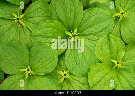 Herb Parigi o vero amante di nodo (Paris quadrifolia), Donntal valley, Lenningen-Gutenberg, Svevo, Baden-Wuerttemberg Foto Stock