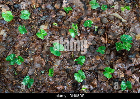 Europea di faggio (Fagus sylvatica), Piantine di faggio con due cotiledoni, Donntal valley, Lenningen-Gutenberg, Svevo Alp Foto Stock