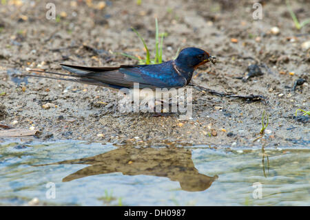 Barn Swallow o inghiottire (Hirundo rustica) la raccolta di materiale di nidificazione, Illmitz, Burgenland, Austria Foto Stock