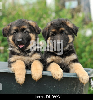 Due pastore tedesco cuccioli di cane Foto Stock