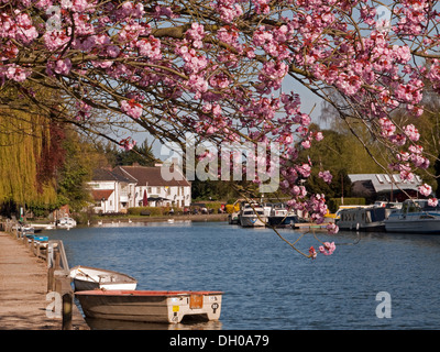 La pittoresca Norfolk Broads lungo il fiume y vengono a primavera, Thorpe St Andrew, Norwich, Norfolk, Inghilterra Foto Stock