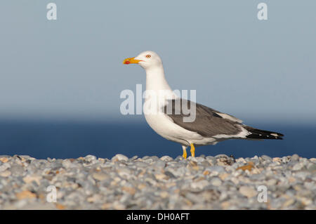 Aringa gabbiano (Larus argentatus) arroccato su di una spiaggia di ciottoli,, Helgoland Helgoland, Schleswig-Holstein, Germania Foto Stock