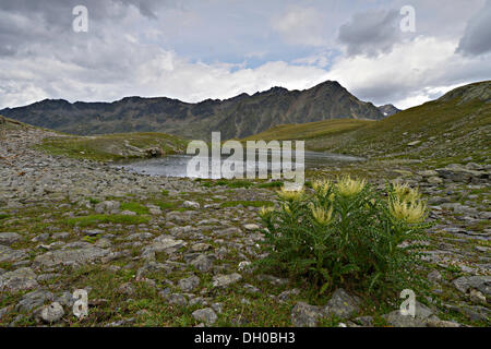 Lago di montagna al Passo Rombo, con Alpine Thistle (Cirsium spinosissimum) nella parte anteriore, Alpi dello Stubai nella parte posteriore, Timmelstal Foto Stock