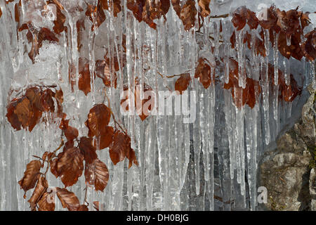 Foglie di faggio (Fagus sylvatica), ricoperto di ghiaccio, foro di Vomp, montagne Karwendel, Tirolo, Austria Foto Stock
