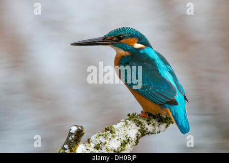 Kingfisher (Alcedo atthis), Tratzberg paesaggio area di conservazione, Stans, Tirolo, Austria Foto Stock