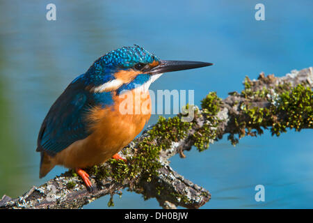 Kingfisher (Alcedo atthis), Tratzberg paesaggio area di conservazione, Stans, Tirolo, Austria Foto Stock