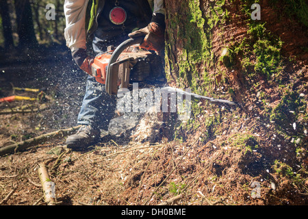 Lumberjack con sega a nastro in uso Foto Stock