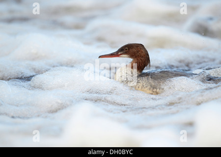 Smergo maggiore o merganser, Mergus merganser, la pesca in acqua bianca, Ettrick acqua, Philiphaugh, Selkirk, Scotland, Regno Unito Foto Stock