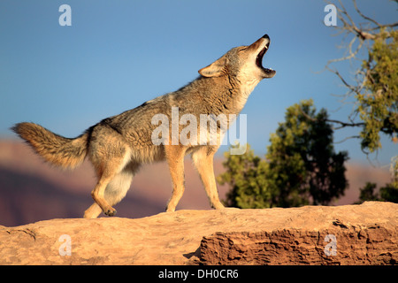 Ululati Coyote (Canis latrans), Utah, Stati Uniti Foto Stock