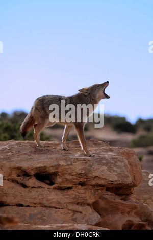 Ululati Coyote (Canis latrans), Utah, Stati Uniti Foto Stock