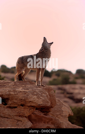 Ululati Coyote (Canis latrans) nella luce del mattino, Utah, Stati Uniti Foto Stock