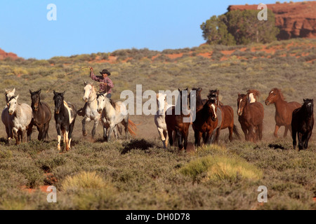 Navajo cowboy a cavallo di un Mustang, alla guida di una mandria di Mustangs, Utah, Stati Uniti Foto Stock